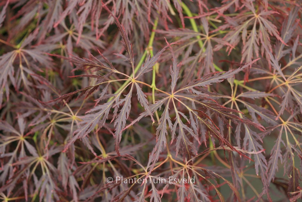 Acer palmatum ‚Takara-yama‘
