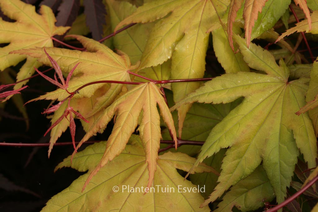 Acer palmatum ‚Takatori‘