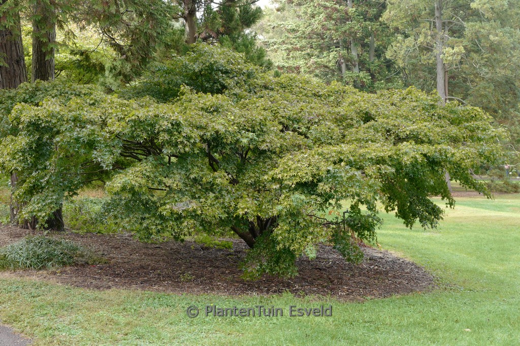 Acer palmatum ‚Tama-hime‘