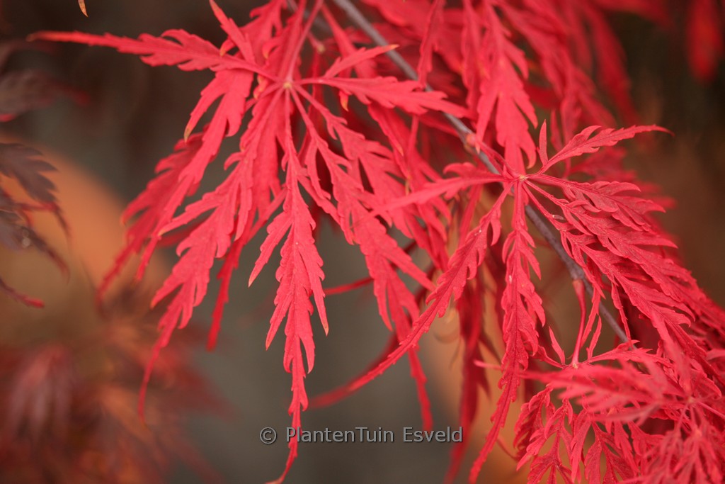 Acer palmatum ‚Tamuke-yama‘