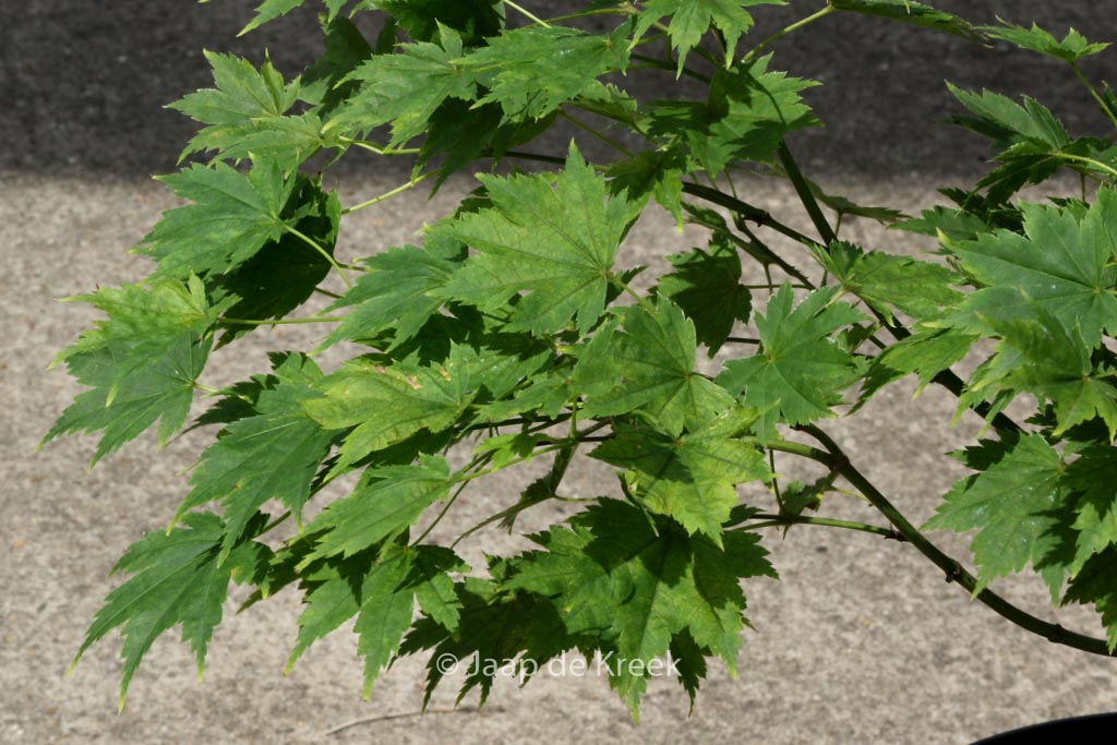 Acer palmatum ‚Tani-gawa-dake‘
