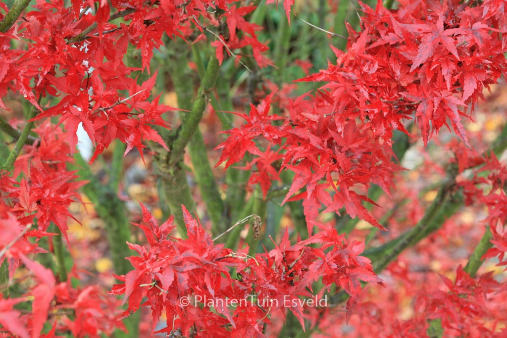 Acer palmatum ‚Taroh-yama‘
