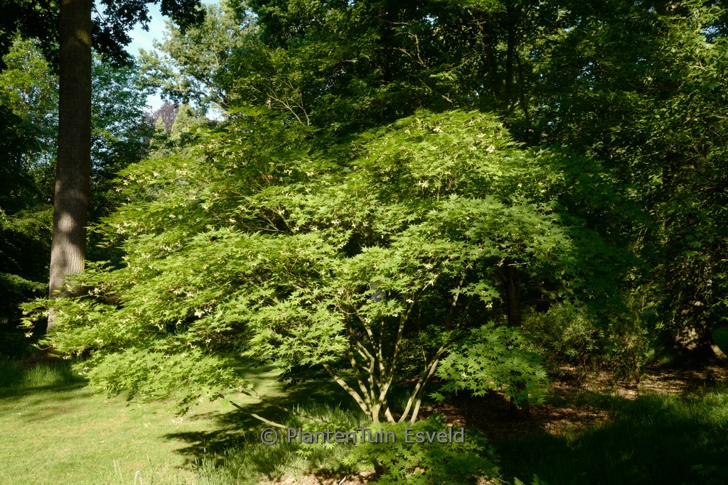 Acer palmatum ‚Tatsuta gawa‘