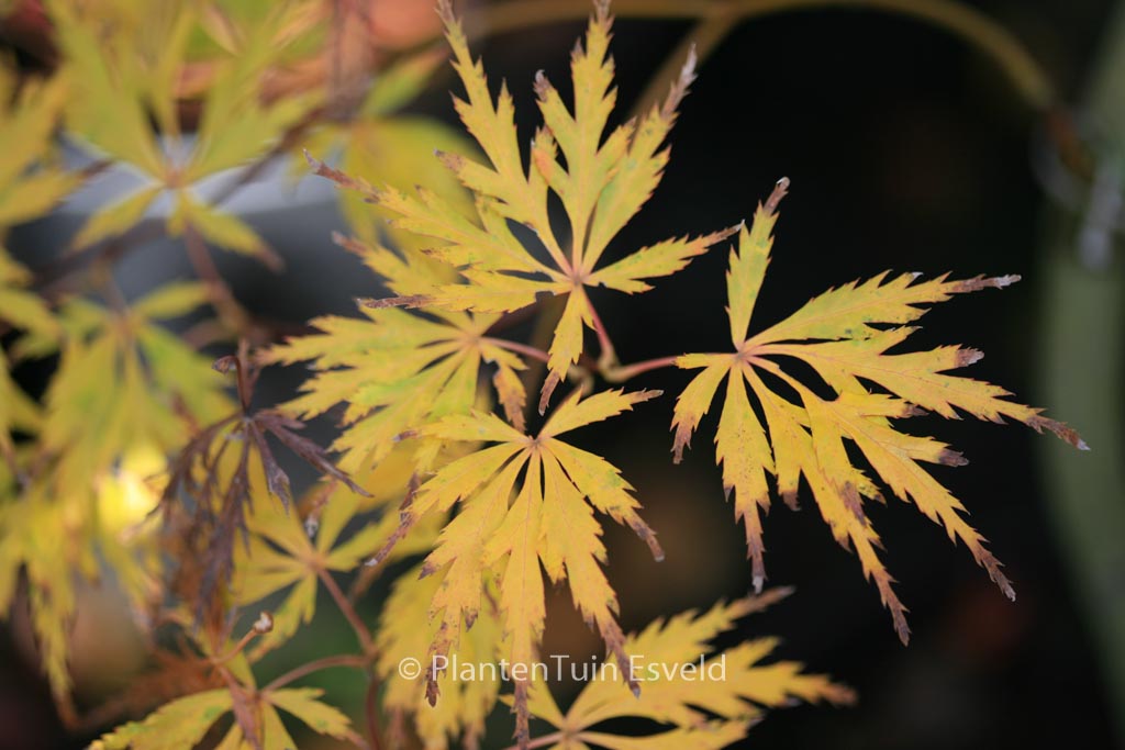 Acer palmatum ‚Tatsuta-gire‘