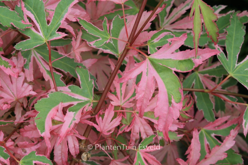 Acer palmatum ‚Taylor‘