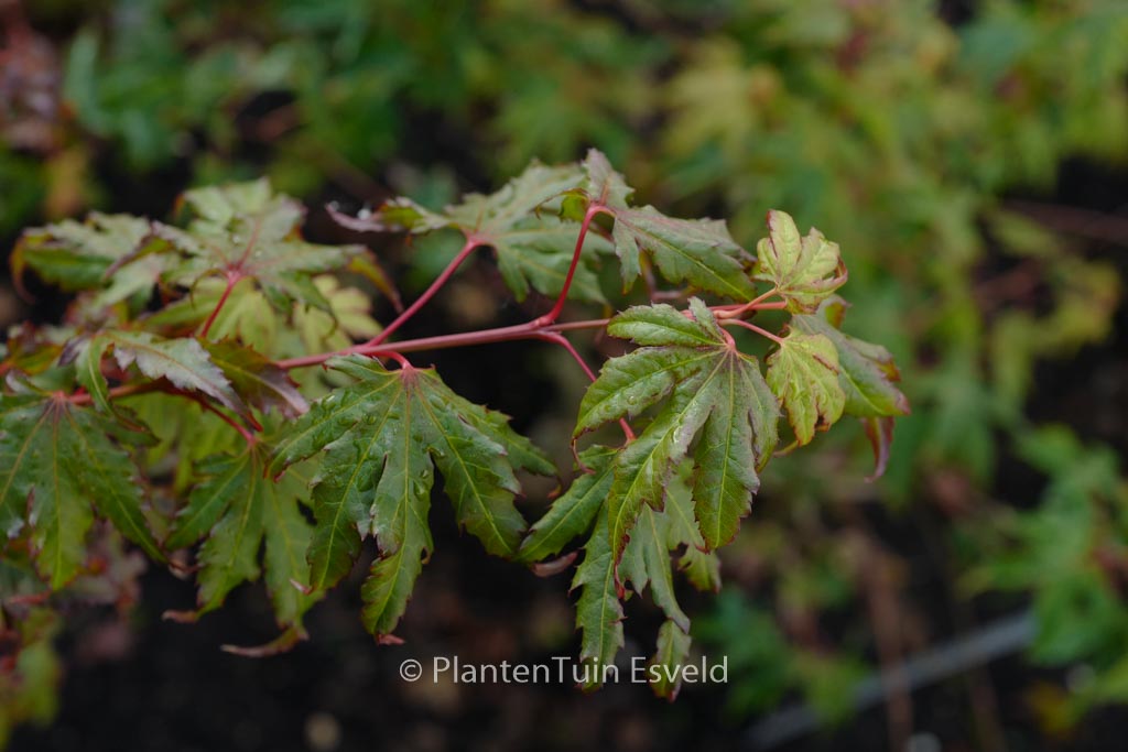 Acer palmatum ‚Tess‘