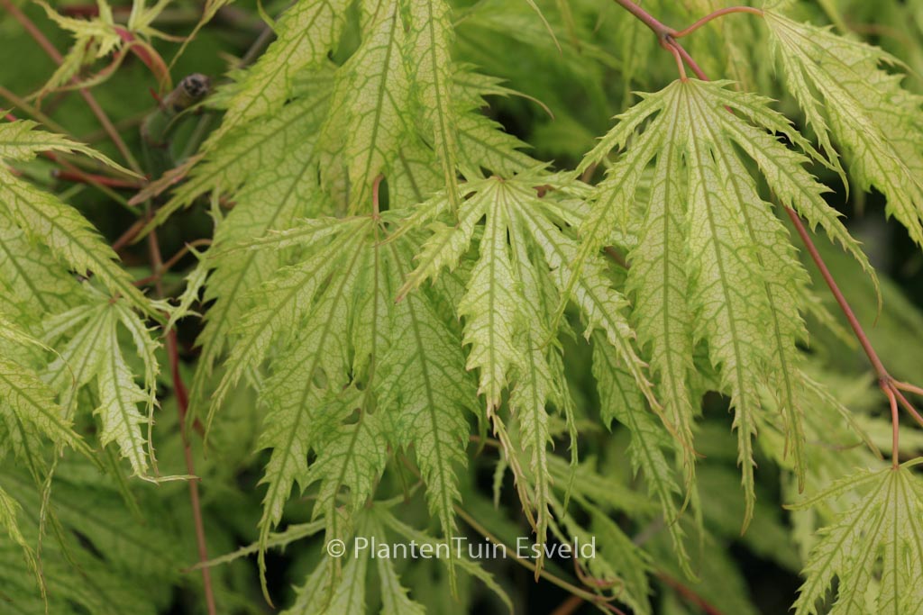 Acer palmatum ‚Tiger Rose‘