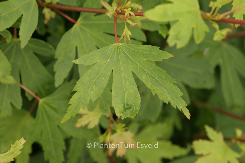 Acer palmatum ‚Tiny Tim‘