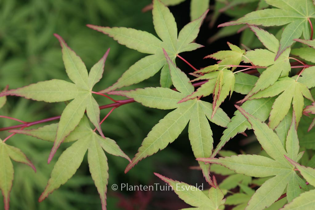 Acer palmatum ‚Tobiosho‘