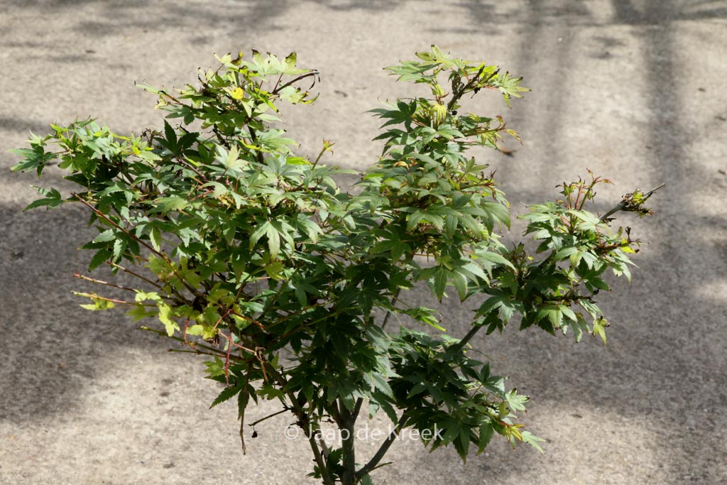 Acer palmatum ‚Tokyo-yatsubusa‘