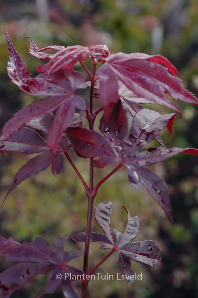 Acer palmatum ‚Torchlight‘