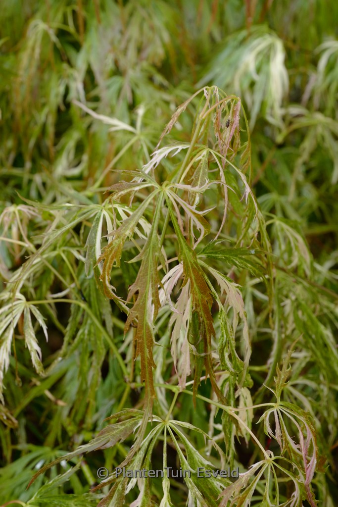 Acer palmatum ‚Toyama-nishiki‘