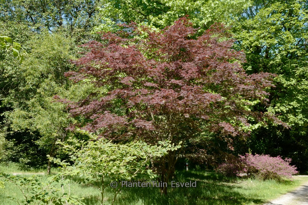 Acer palmatum ‚Trompenburg‘