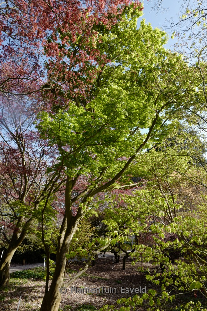 Acer palmatum ‚Tsuchi-gumo‘