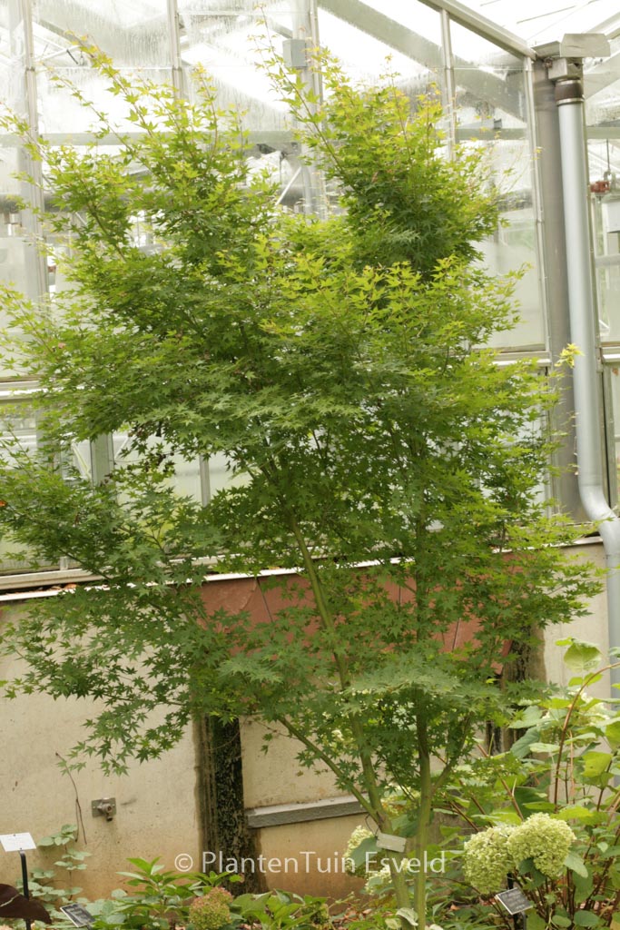 Acer palmatum ‚Tsukasa Silhouette‘