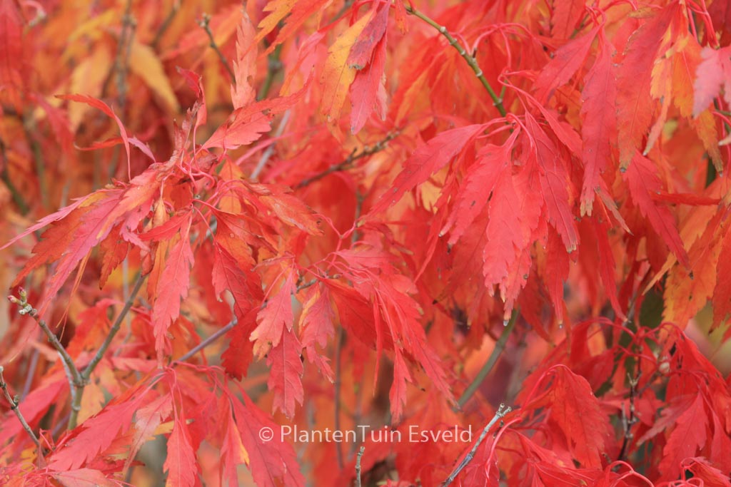 Acer palmatum ‚Tsukuma-no‘