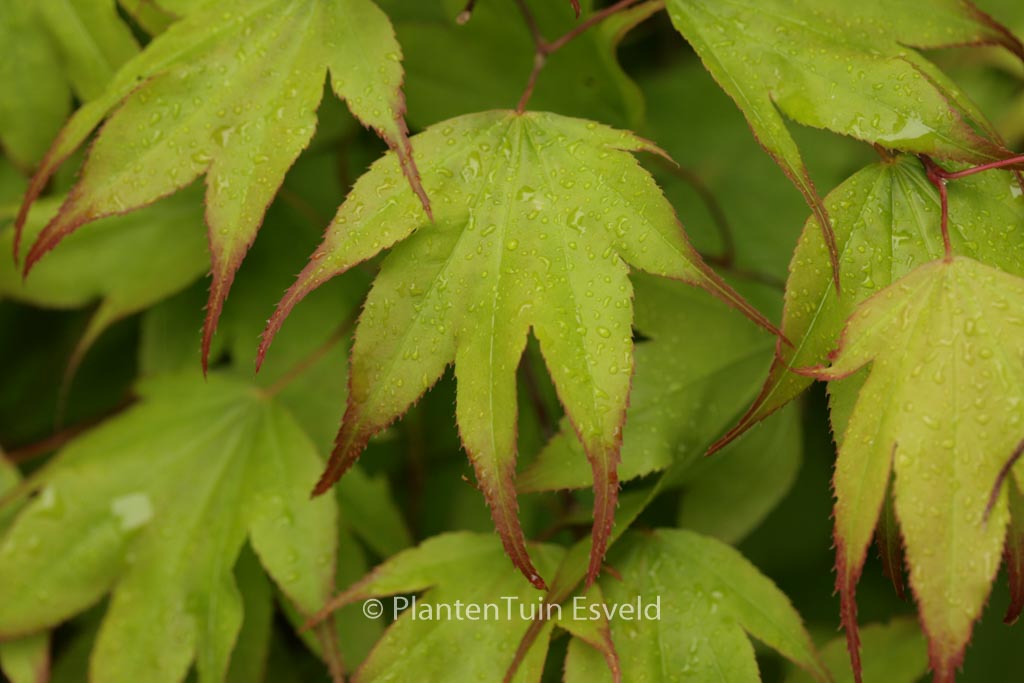 Acer palmatum ‚Tsuma-gaki‘