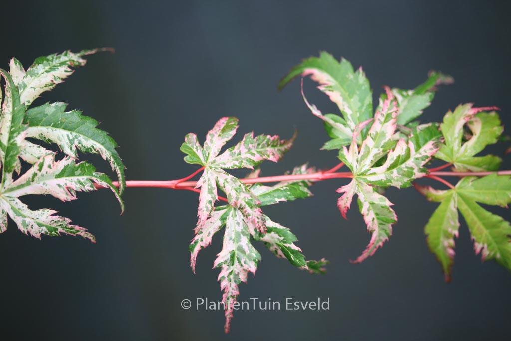 Acer palmatum ‚Tsuru-no-mai‘