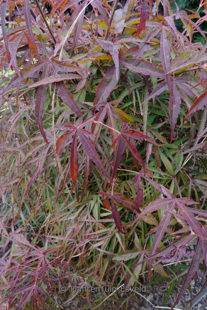 Acer palmatum ‚Twisted Spider‘