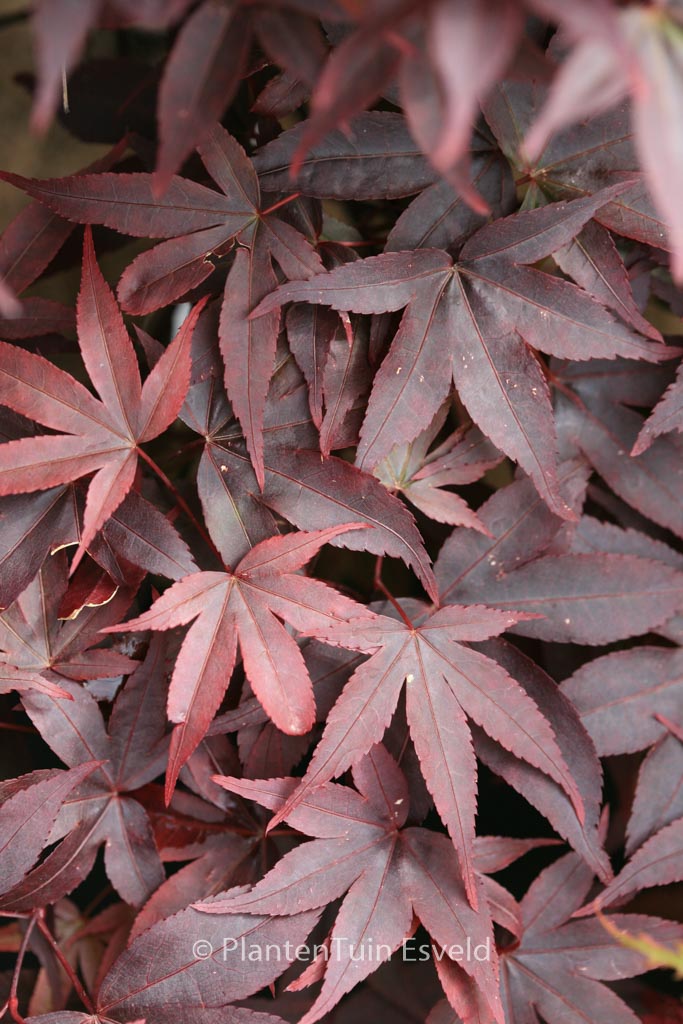 Acer palmatum ‚Twombly’s Red Sentinel‘