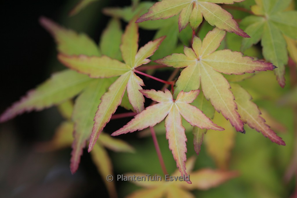 Acer palmatum ‚Ueno homare‘