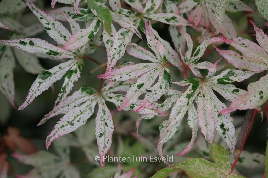 Acer palmatum ‚Uki-gumo‘
