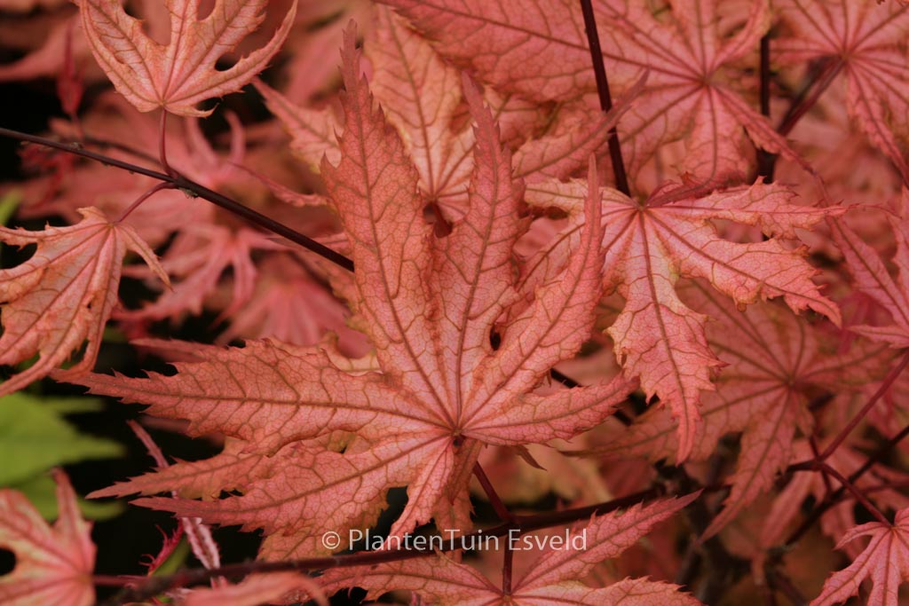 Acer palmatum ‚Uncle Ghost‘