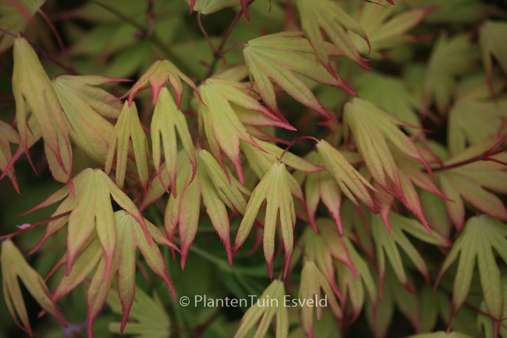 Acer palmatum ‚Unebi‘