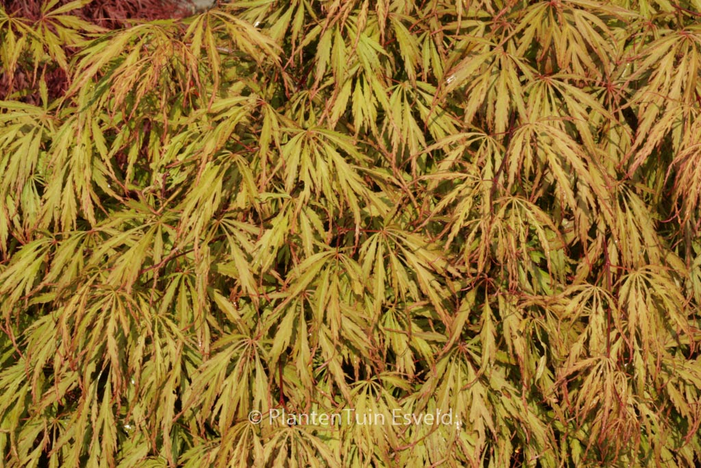 Acer palmatum ‚Usu-beni-shidare‘