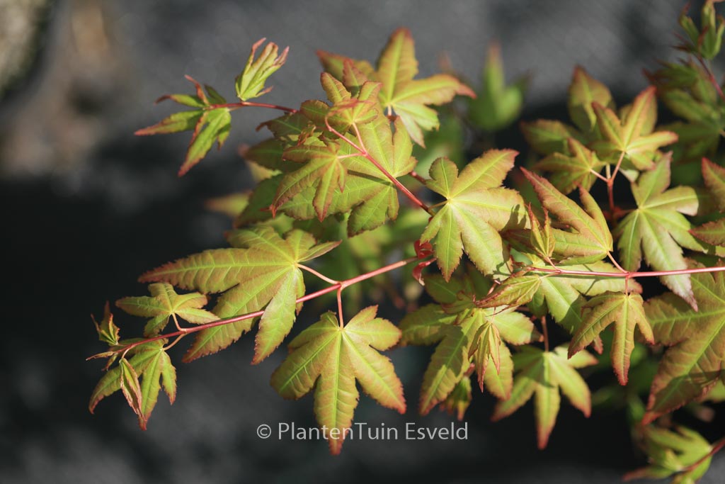 Acer palmatum ‚Uta-fuku‘