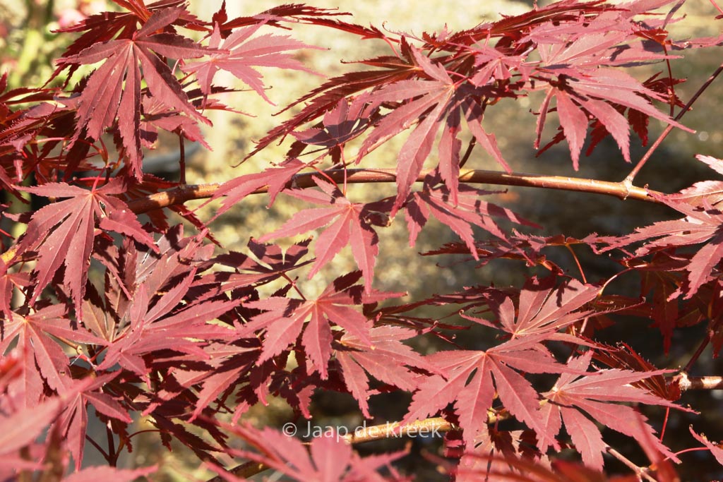 Acer palmatum ‚Uta-hime‘