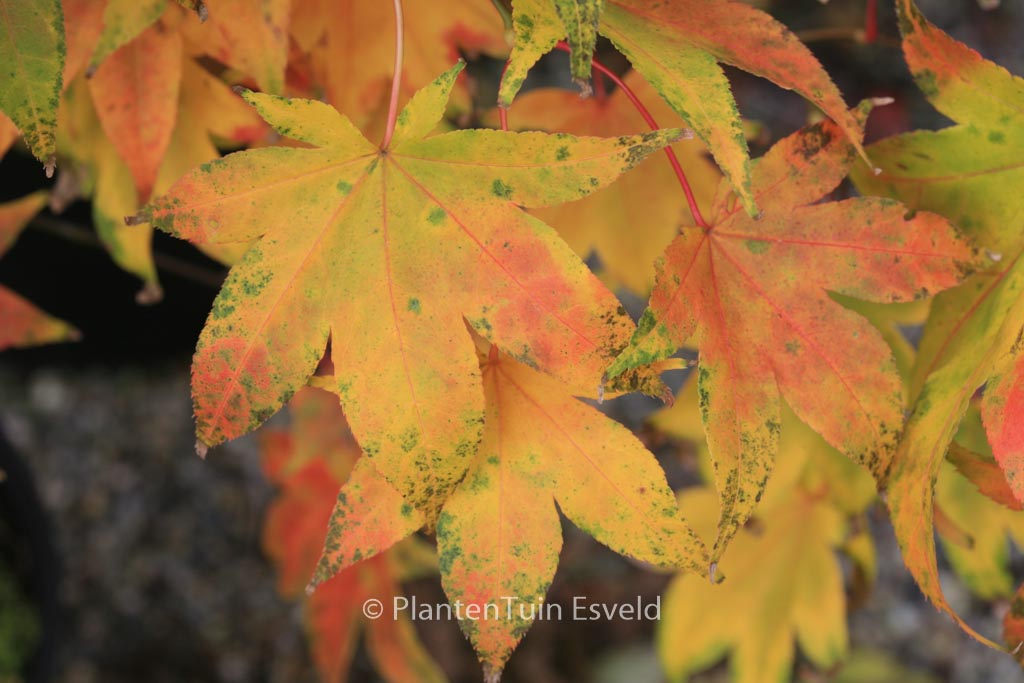 Acer palmatum ‚Utsu-semi‘