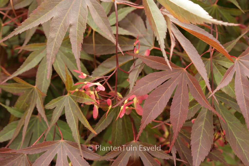 Acer palmatum ‚Vandermoss Red‘