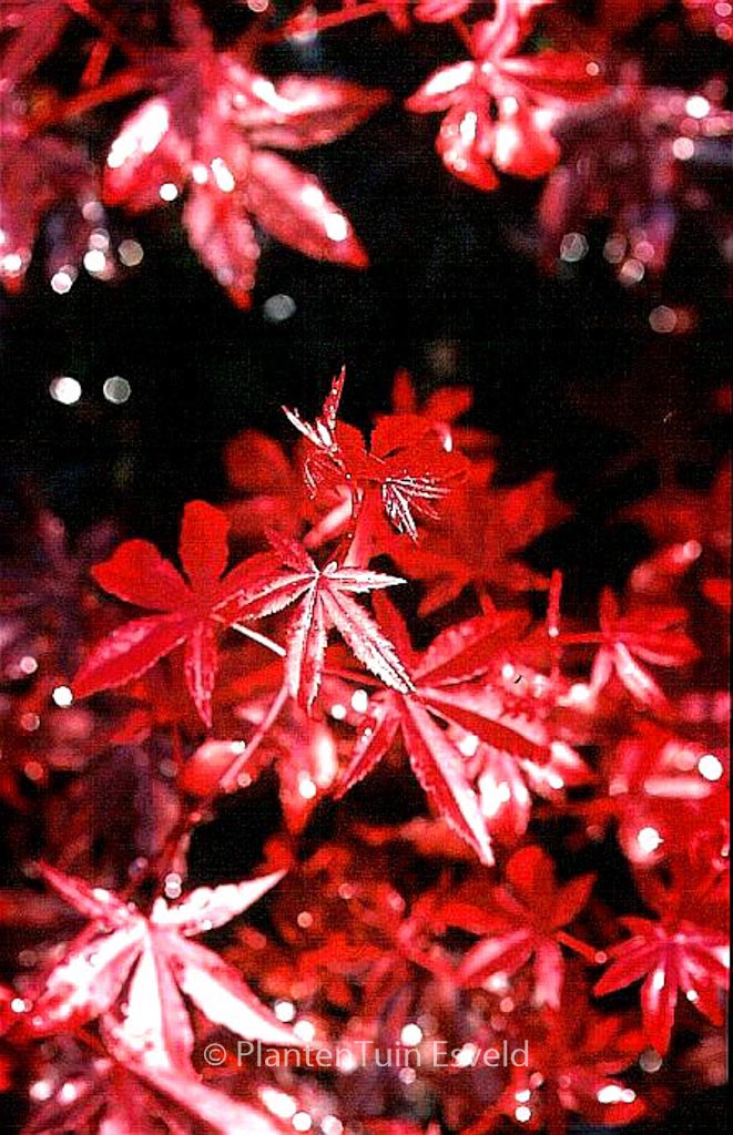 Acer palmatum ‚Vens Red‘