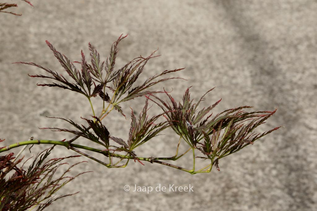 Acer palmatum ‚Ventura‘