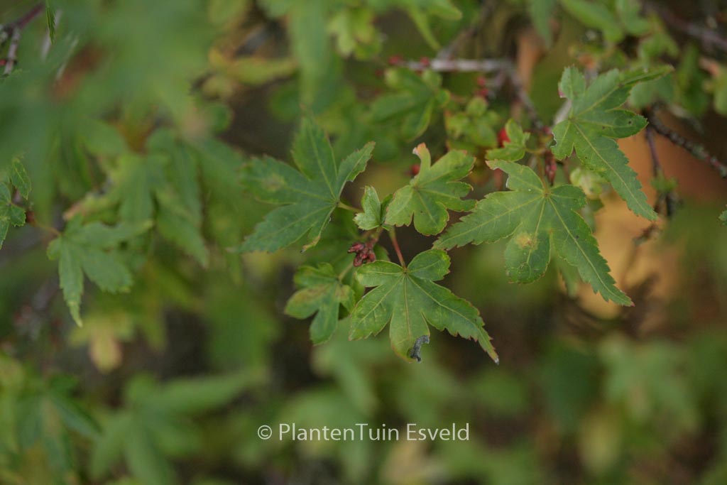 Acer palmatum ‚Vic’s Broom‘