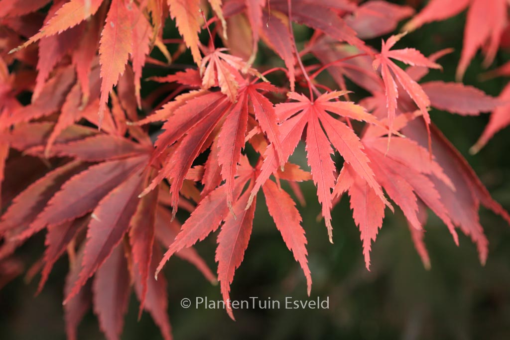 Acer palmatum ‚Wakehurst Pink‘