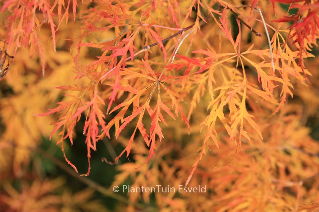 Acer palmatum ‚Waterfall‘