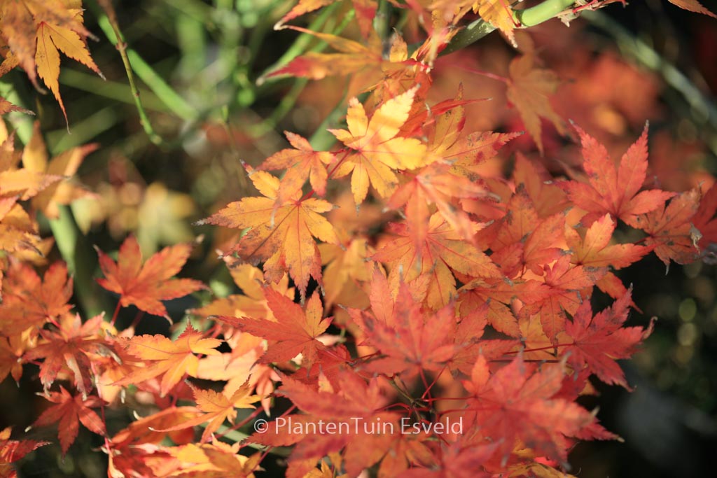 Acer palmatum ‚Wendy‘
