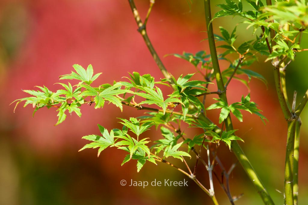 Acer palmatum ‚Werner’s Pagoda‘