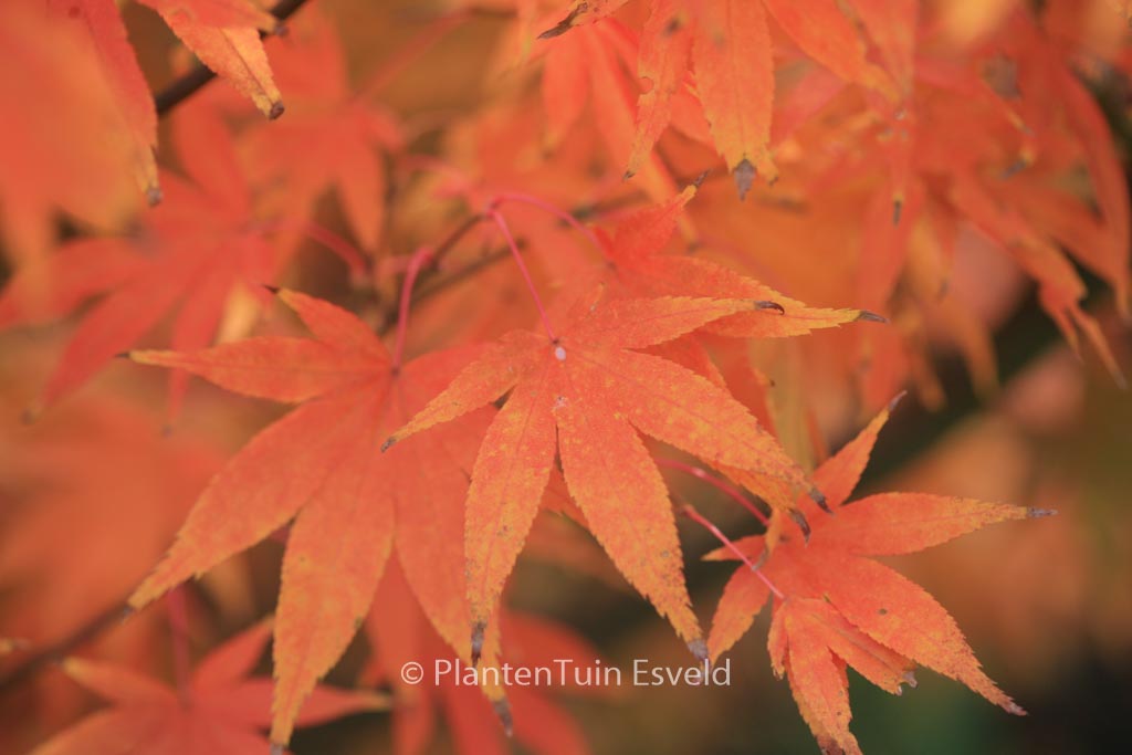 Acer palmatum ‚Westonbirt Orange‘