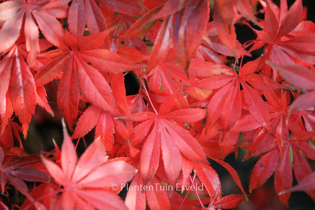 Acer palmatum ‚Westonbirt Red‘