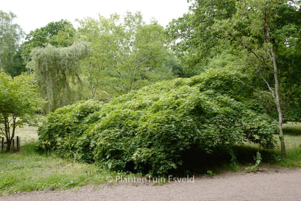 Acer palmatum ‚Westonbirt Spreading Star‘