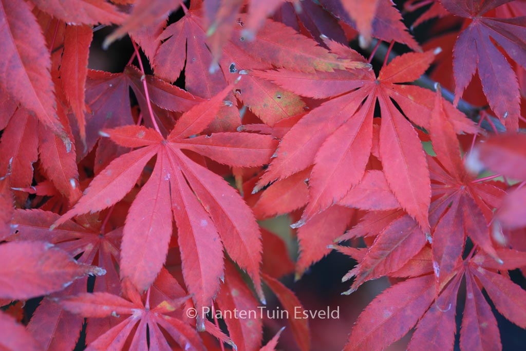 Acer palmatum ‚Whitney Red‘