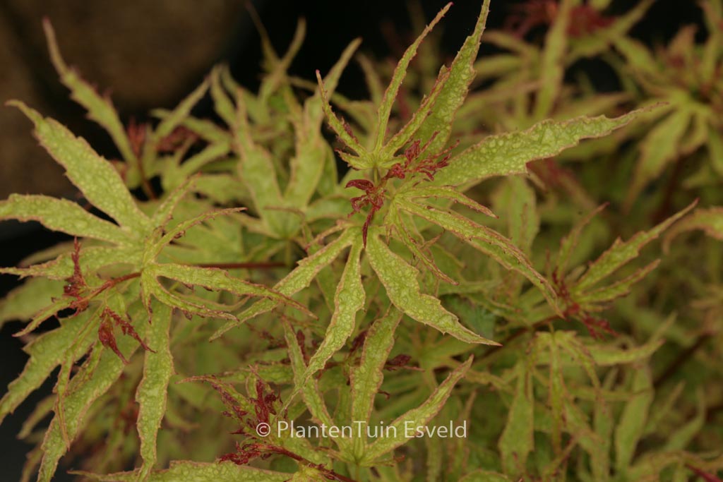 Acer palmatum ‚William B.‘