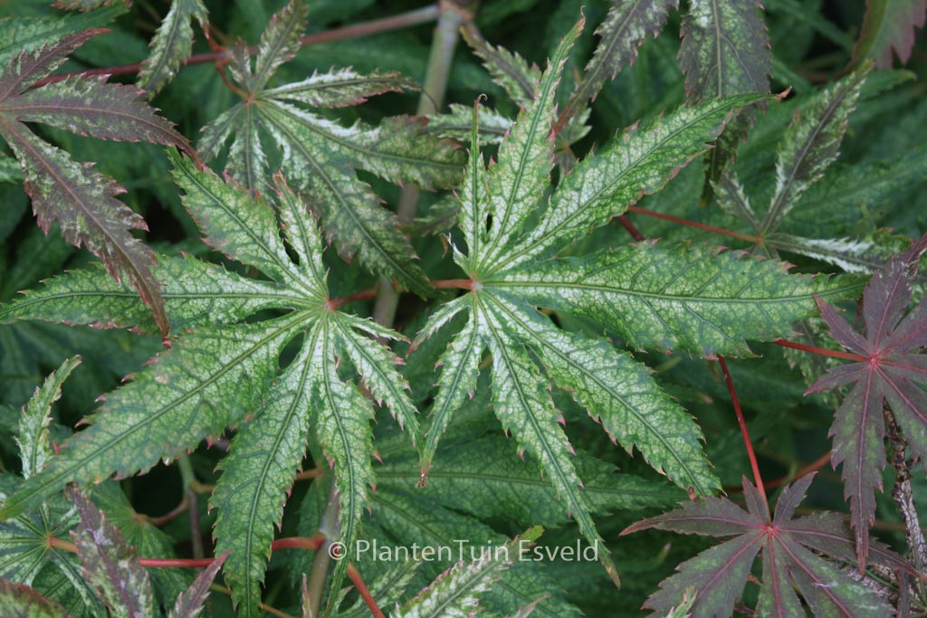 Acer palmatum ‚Will’s Devine‘