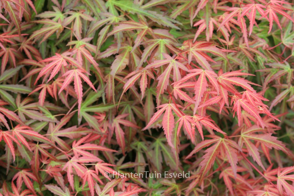 Acer palmatum ‚Wilson’s Pink Dwarf‘