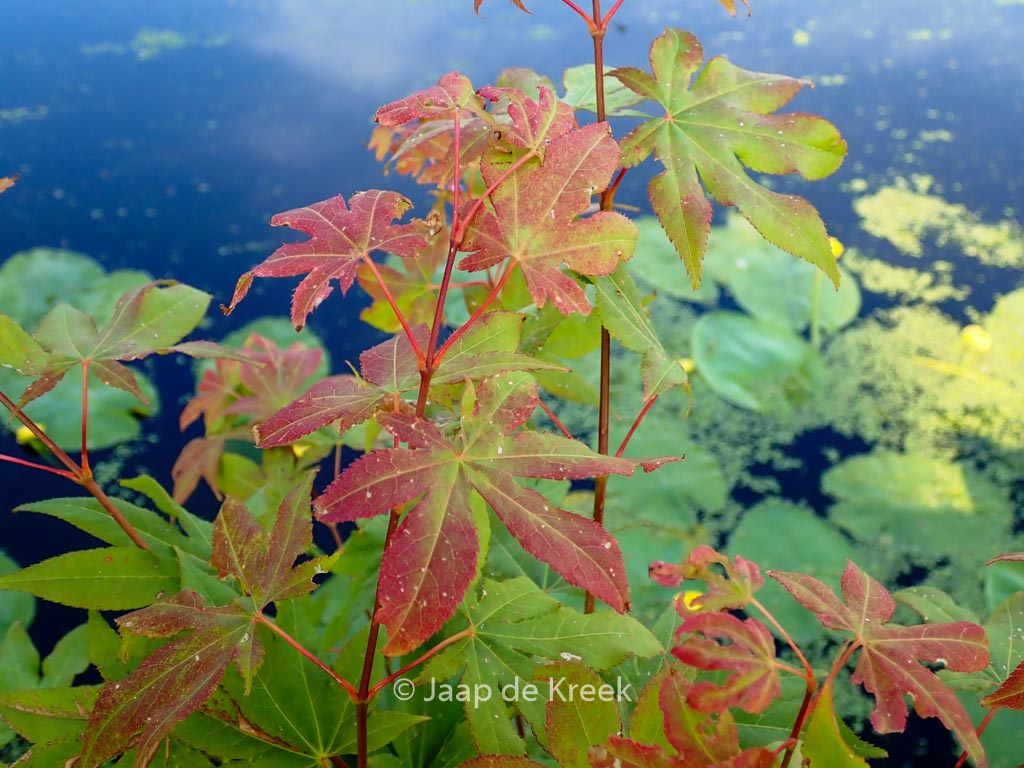 Acer palmatum ‚Windover‘