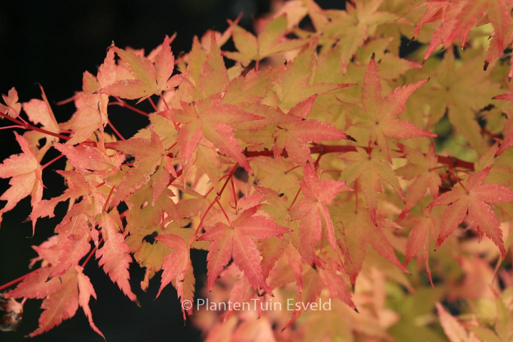 Acer palmatum ‚Winter Flame‘