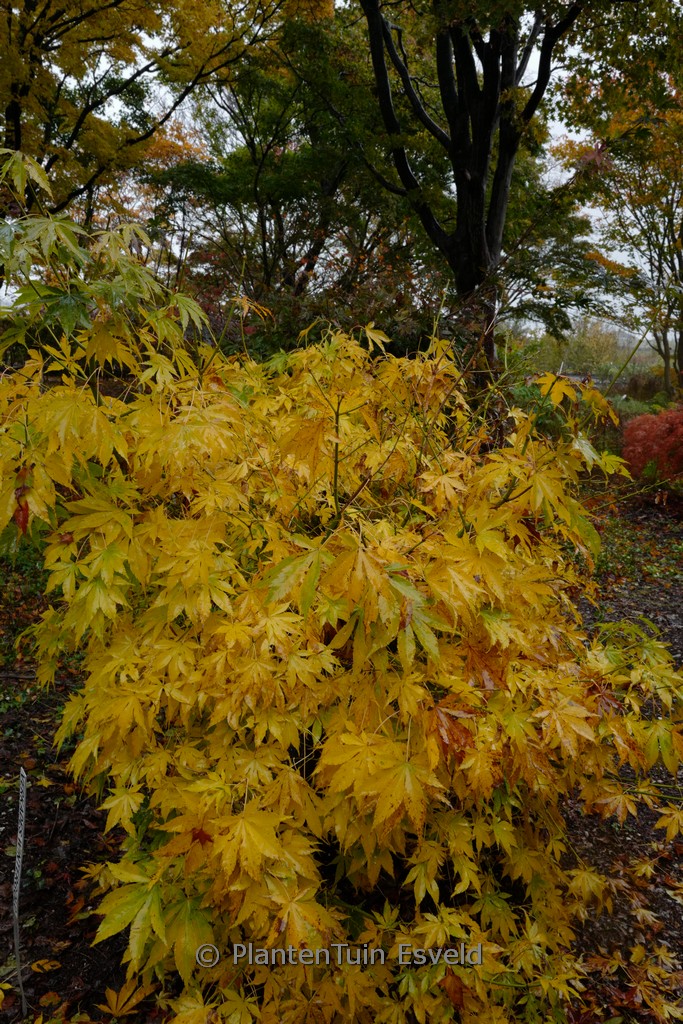Acer palmatum ‚Wintergold‘